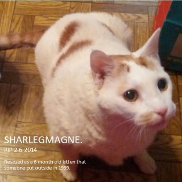 Meet your Posher, Andrea - Picture 7 of 7